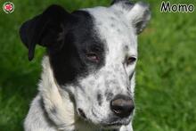 MOMO, Hund, Mischlingshund in Donzdorf - Bild 2