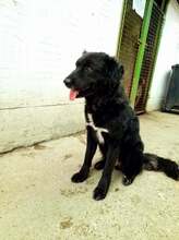 ZUMA, Hund, Mischlingshund in Ungarn - Bild 4