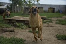 MUSTAR, Hund, Mischlingshund in Ungarn - Bild 2