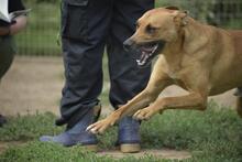 MUSTAR, Hund, Mischlingshund in Ungarn - Bild 3