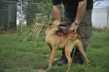 MUSTAR, Hund, Mischlingshund in Ungarn - Bild 4