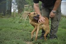 MUSTAR, Hund, Mischlingshund in Ungarn - Bild 5