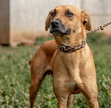 MUSTAR, Hund, Mischlingshund in Ungarn - Bild 8