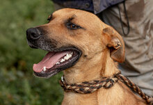 MUSTAR, Hund, Mischlingshund in Ungarn - Bild 9