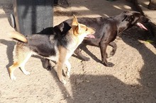 HÖRCSI, Hund, Mischlingshund in Ungarn - Bild 6