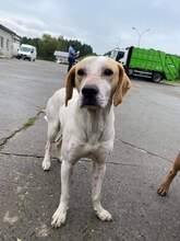 LEO, Hund, Mischlingshund in Haselbach - Bild 1