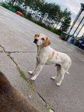 LEO, Hund, Mischlingshund in Haselbach - Bild 4