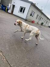 LEO, Hund, Mischlingshund in Haselbach - Bild 6