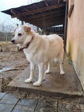 BELLA, Hund, Mischlingshund in Polen - Bild 11