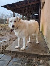BELLA, Hund, Mischlingshund in Polen - Bild 12
