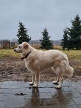 BELLA, Hund, Mischlingshund in Polen - Bild 13