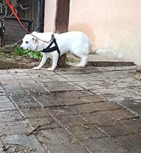 BELLA, Hund, Mischlingshund in Polen - Bild 7