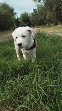 HIONATI, Hund, Mischlingshund in Griechenland - Bild 3
