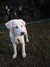 HIONATI, Hund, Mischlingshund in Griechenland - Bild 6