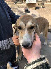 CAYENNE, Hund, Mischlingshund in Rumänien - Bild 1