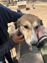 CAYENNE, Hund, Mischlingshund in Rumänien - Bild 2