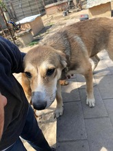 CAYENNE, Hund, Mischlingshund in Rumänien - Bild 3