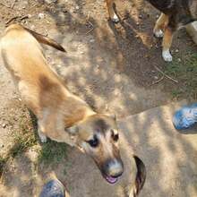 CAPRICE, Hund, Mischlingshund in Rumänien - Bild 5