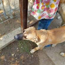 CAPRICE, Hund, Mischlingshund in Rumänien - Bild 6