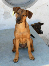 KARAMELA, Hund, Mischlingshund in Bulgarien - Bild 1