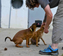 KARAMELA, Hund, Mischlingshund in Bulgarien - Bild 10