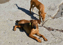 KARAMELA, Hund, Mischlingshund in Bulgarien - Bild 13