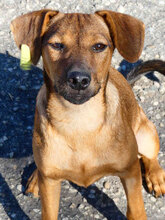 KARAMELA, Hund, Mischlingshund in Bulgarien - Bild 2