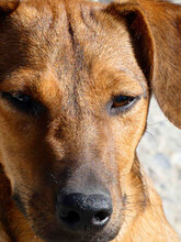 KARAMELA, Hund, Mischlingshund in Bulgarien - Bild 3