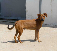 KARAMELA, Hund, Mischlingshund in Bulgarien - Bild 5