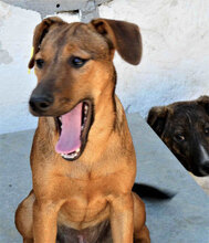 KARAMELA, Hund, Mischlingshund in Bulgarien - Bild 6