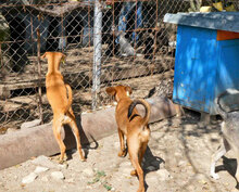KARAMELA, Hund, Mischlingshund in Bulgarien - Bild 7