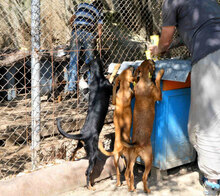 KARAMELA, Hund, Mischlingshund in Bulgarien - Bild 8