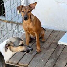 KARAMELA, Hund, Mischlingshund in Bulgarien - Bild 9