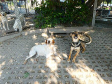 JOSHA, Hund, Deutscher Schäferhund-Mix in Bulgarien - Bild 10