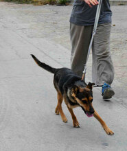 JOSHA, Hund, Deutscher Schäferhund-Mix in Bulgarien - Bild 4
