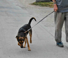 JOSHA, Hund, Deutscher Schäferhund-Mix in Bulgarien - Bild 5