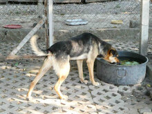 JOSHA, Hund, Deutscher Schäferhund-Mix in Bulgarien - Bild 9