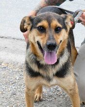 JOSHA, Hund, Mischlingshund in Bulgarien - Bild 1