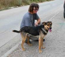 JOSHA, Hund, Mischlingshund in Bulgarien - Bild 2