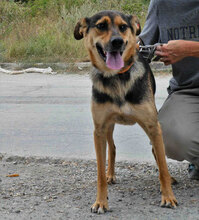 JOSHA, Hund, Mischlingshund in Bulgarien - Bild 3