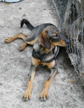 TALVI, Hund, Mischlingshund in Bulgarien - Bild 1