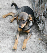TALVI, Hund, Mischlingshund in Bulgarien - Bild 2