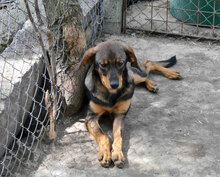 TALVI, Hund, Mischlingshund in Bulgarien - Bild 3