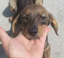 TALVI, Hund, Mischlingshund in Bulgarien - Bild 4