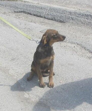 TALVI, Hund, Mischlingshund in Bulgarien - Bild 5