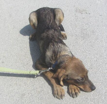 TALVI, Hund, Mischlingshund in Bulgarien - Bild 6