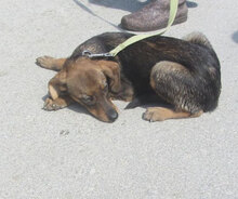 TALVI, Hund, Mischlingshund in Bulgarien - Bild 7
