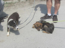 TALVI, Hund, Mischlingshund in Bulgarien - Bild 8