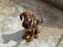 TALVI, Hund, Mischlingshund in Bulgarien - Bild 9