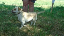 JUPI, Hund, Mischlingshund in Ungarn - Bild 3